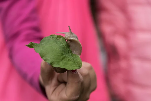 Равлик повзе на зеленому листі — стокове фото