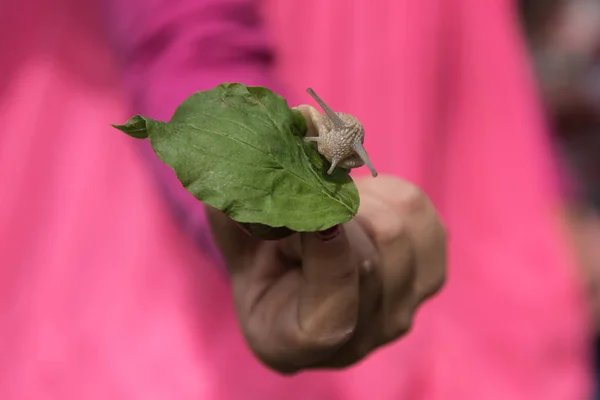 Snail with leaf is held — Stock Photo, Image