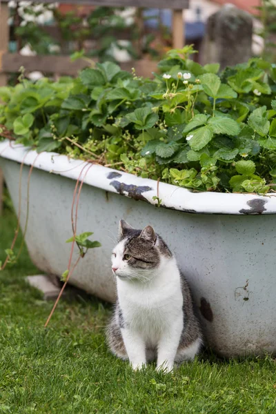 Cat sitting in front of an upcycling bathtub — Stock Photo, Image