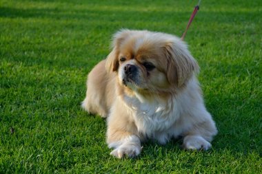 Küçük köpek çayırda yatıyor