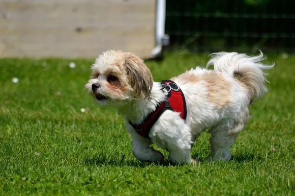 Pup wordt uitgevoerd in de weide — Stockfoto