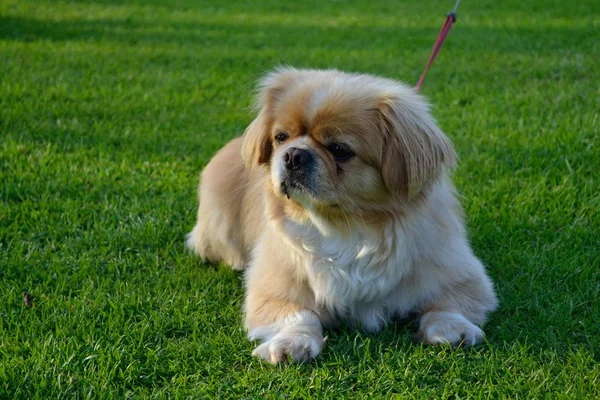 Pequeno cão jaz no prado — Fotografia de Stock