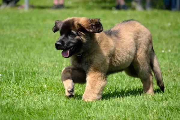 Sevimli Leonberger delikanlı çayırda