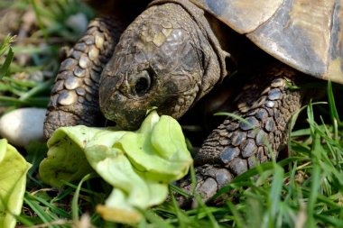 Kaplumbağa salata yiyor - yakın çekim