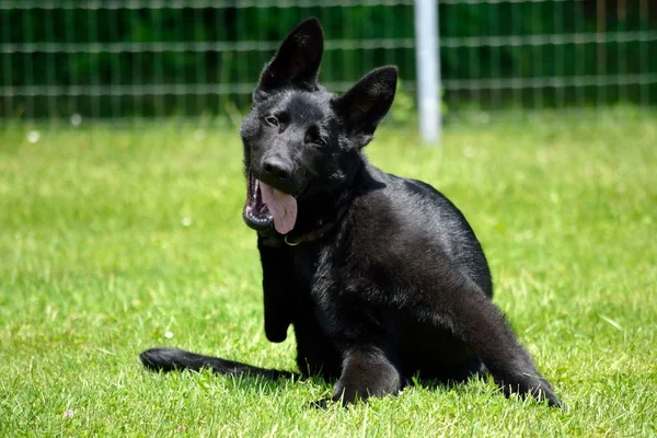 Pasterza puppy zadrapania — Zdjęcie stockowe