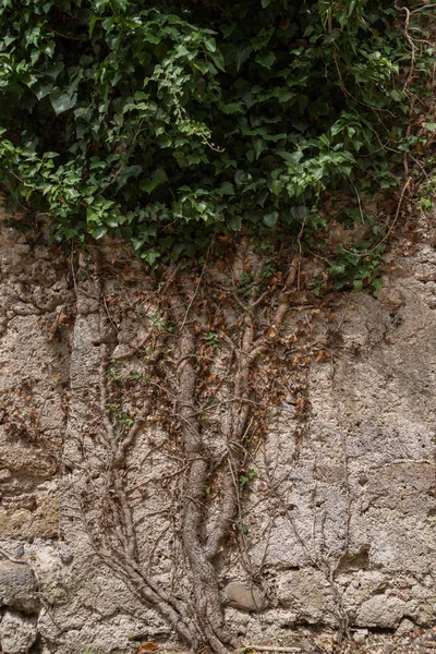 Hera cresce na parede de pedra — Fotografia de Stock