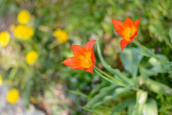 Red tulips in the garden