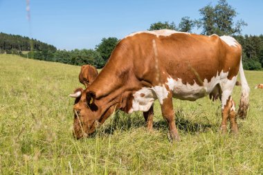 sığır mera üzerinde