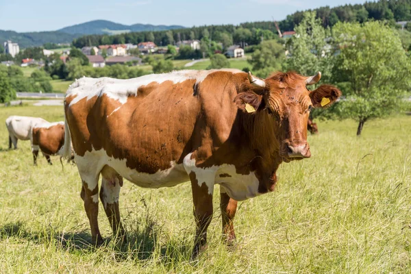 Szarvasmarhák legelőn vezetése — Stock Fotó