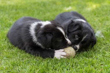 Playing puppy - close-up clipart