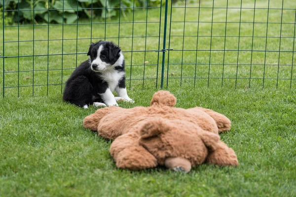 Dogbaby v zelené — Stock fotografie