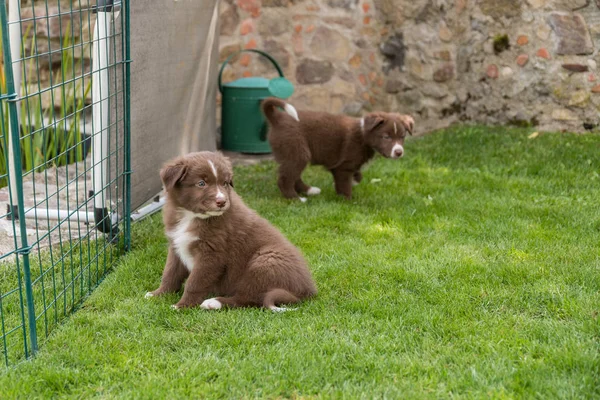 Nieuwsgierige dogbabies in de tuin — Stockfoto