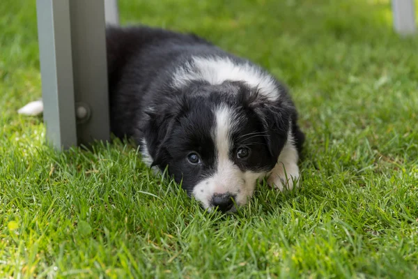Unavený pes štěně v trávě — Stock fotografie