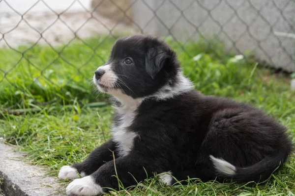 Pozorný pes baby - australský ovčák — Stock fotografie