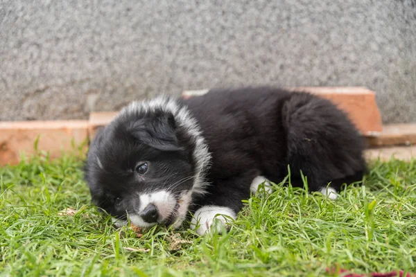 Cãozinho pastor australiano brincando no jardim — Fotografia de Stock