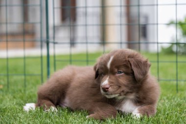 Köpek yavrusu çayırda rahatlatıcı