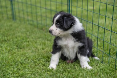 Çayır köpeği bebek oturur