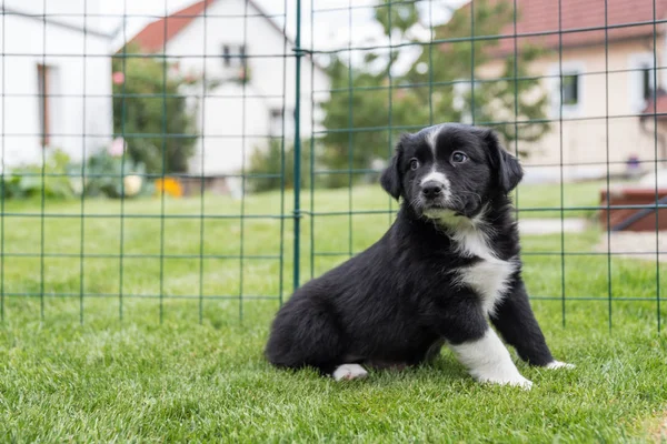 Çayırda oturan meraklı küçük köpek