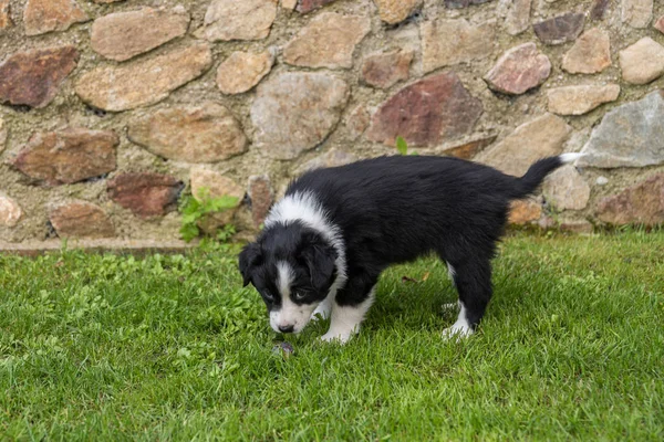 Zwarte hond baby kijkt nieuwsgierig — Stockfoto