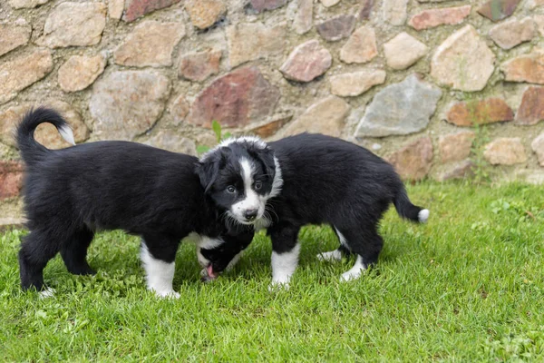 Twee puppies in de weide — Stockfoto