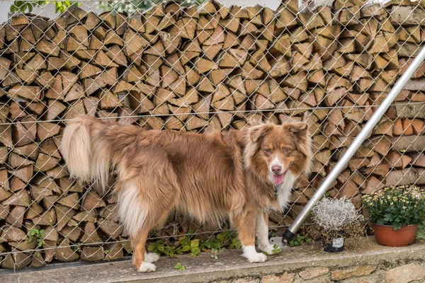 Chien brun debout sur le mur de jardin — Photo