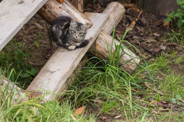 Katt baby sitter på rustika steg — Stockfoto