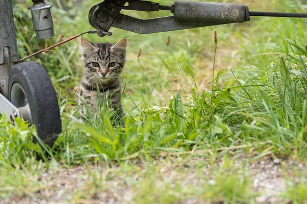 Kattungen har påpekat exakt — Stockfoto