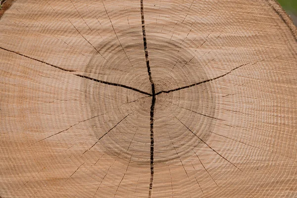 Ετήσιους δακτυλίους με ρωγμές στο κορμό του δέντρου — Φωτογραφία Αρχείου