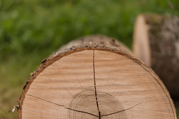 Падаючі стовбури дерева показують кільця року — стокове фото
