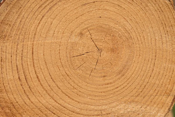 Jahresringe in einem Baum — Stockfoto