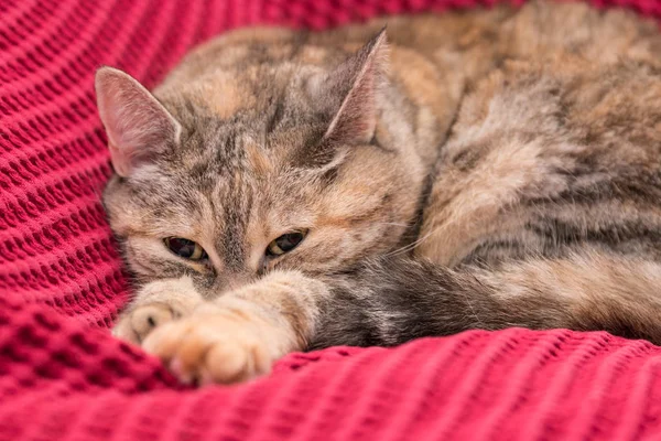 Gatto grigio sdraiato sul divano — Foto Stock