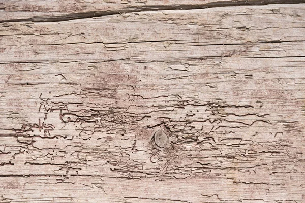 Holzwand angenagt und verwittert — Stockfoto