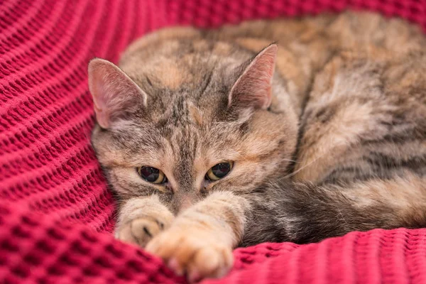 Graue Katze auf rosa Decke liegend - Nahaufnahme — Stockfoto