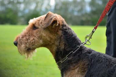 Köpek tasmalı - portre