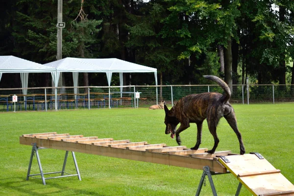 Dog Herder va oltre la scala di salvataggio — Foto Stock