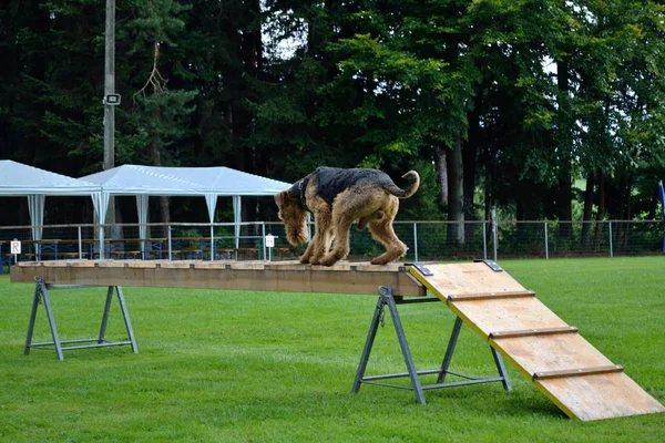 Allenamento per cani da salvataggio con Airdale Terrier — Foto Stock