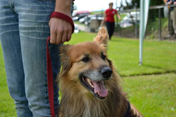 Cão com uma coleira — Fotografia de Stock