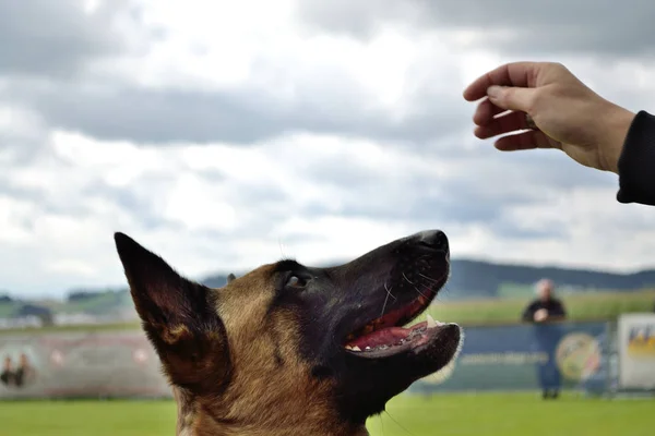 Shepherd looking at hand of the trainer — Stock Photo, Image