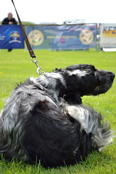 Cocker Spaniel arañazos —  Fotos de Stock