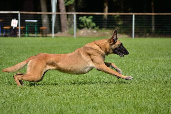 Belgian Shepherd sprints — Stock Photo, Image