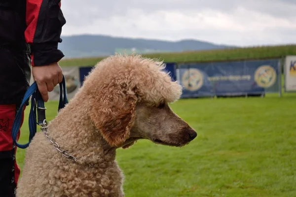 Poodle leaved - primer plano — Foto de Stock