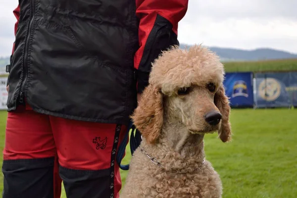 Poodle πλατύφυλλα δίπλα σε ιδιοκτήτη — Φωτογραφία Αρχείου