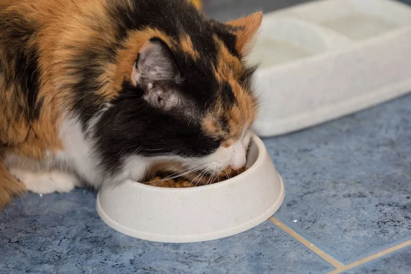 Drie-gekleurde kat eet — Stockfoto