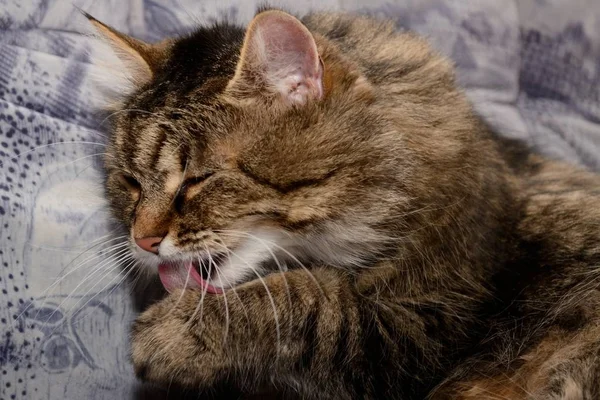 Domestic cat is dressing up — Stock Photo, Image