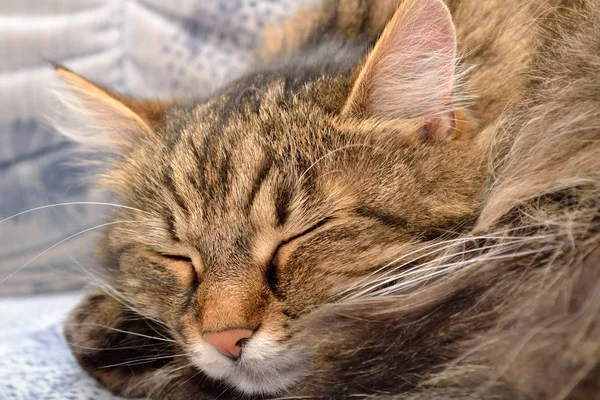 Στον ύπνο της γάτας - γκρο πλαν — Φωτογραφία Αρχείου