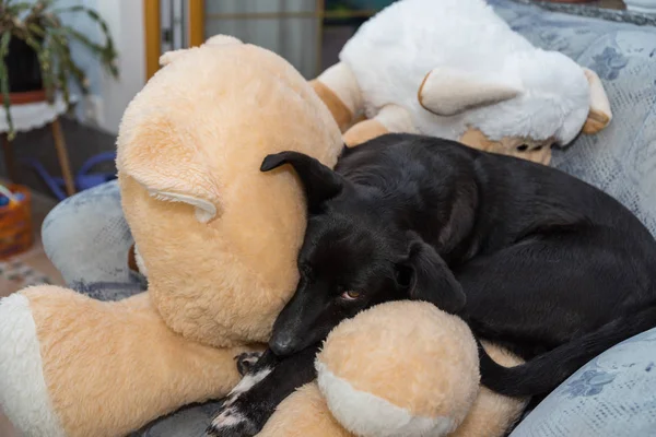 Cão está dormindo em animais de pelúcia — Fotografia de Stock