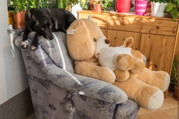 Negro perro en sala de estar silla — Foto de Stock