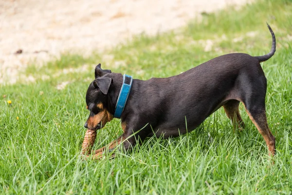 Hond speelt - close-up Dwerg Pinscher — Stockfoto