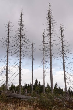sonra kabukları böcek istilası ölü odun