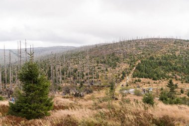 Dreisesselberg üzerinde ölmek üzere orman